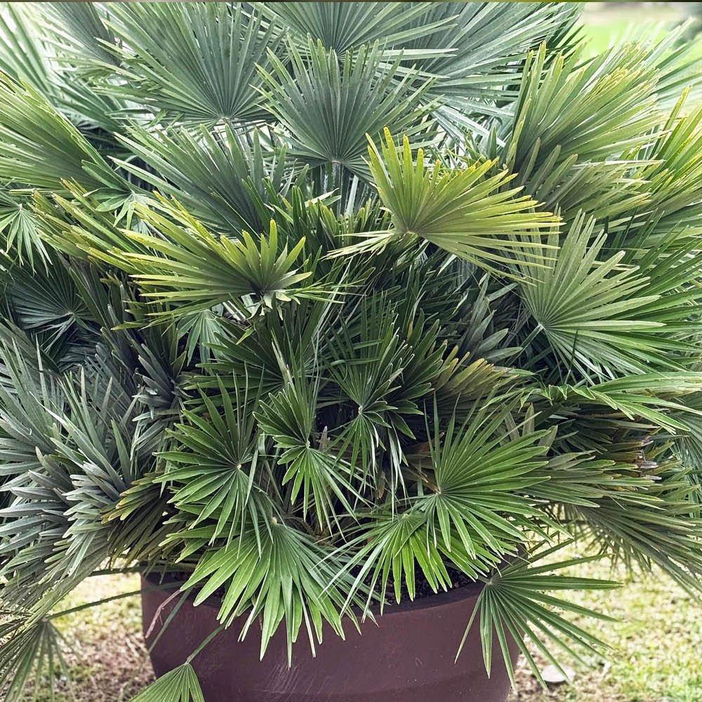 Green - YouGarden - Volcano Palm (Chamaerops compacta) (22cm pot) - 2