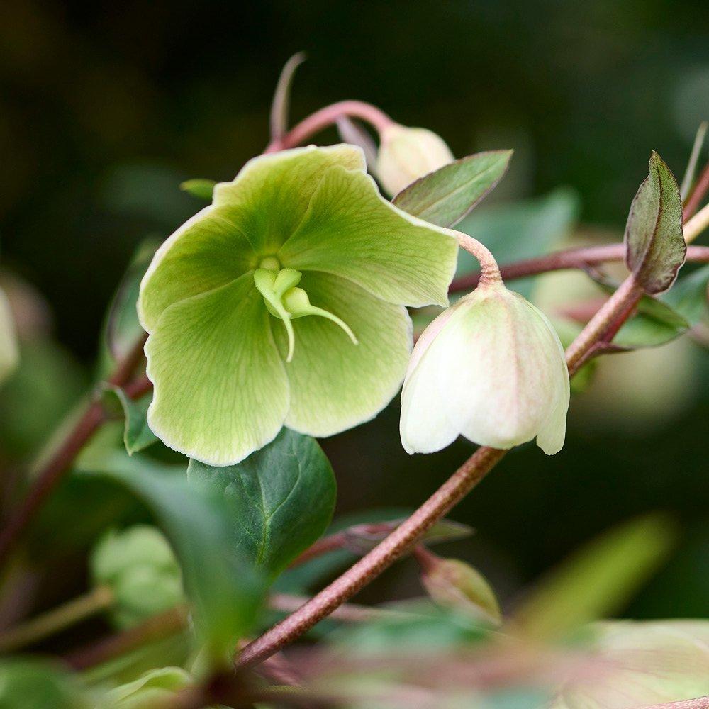 Yougarden  Hellebore Winter Bells - 3 Jumbo Plugs -  - 3 plugs
