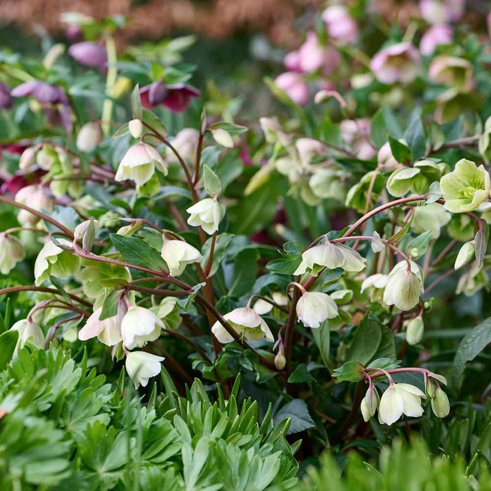 Multi - YouGarden - Hellebore Winter Bells - 3 Jumbo Plugs - 2