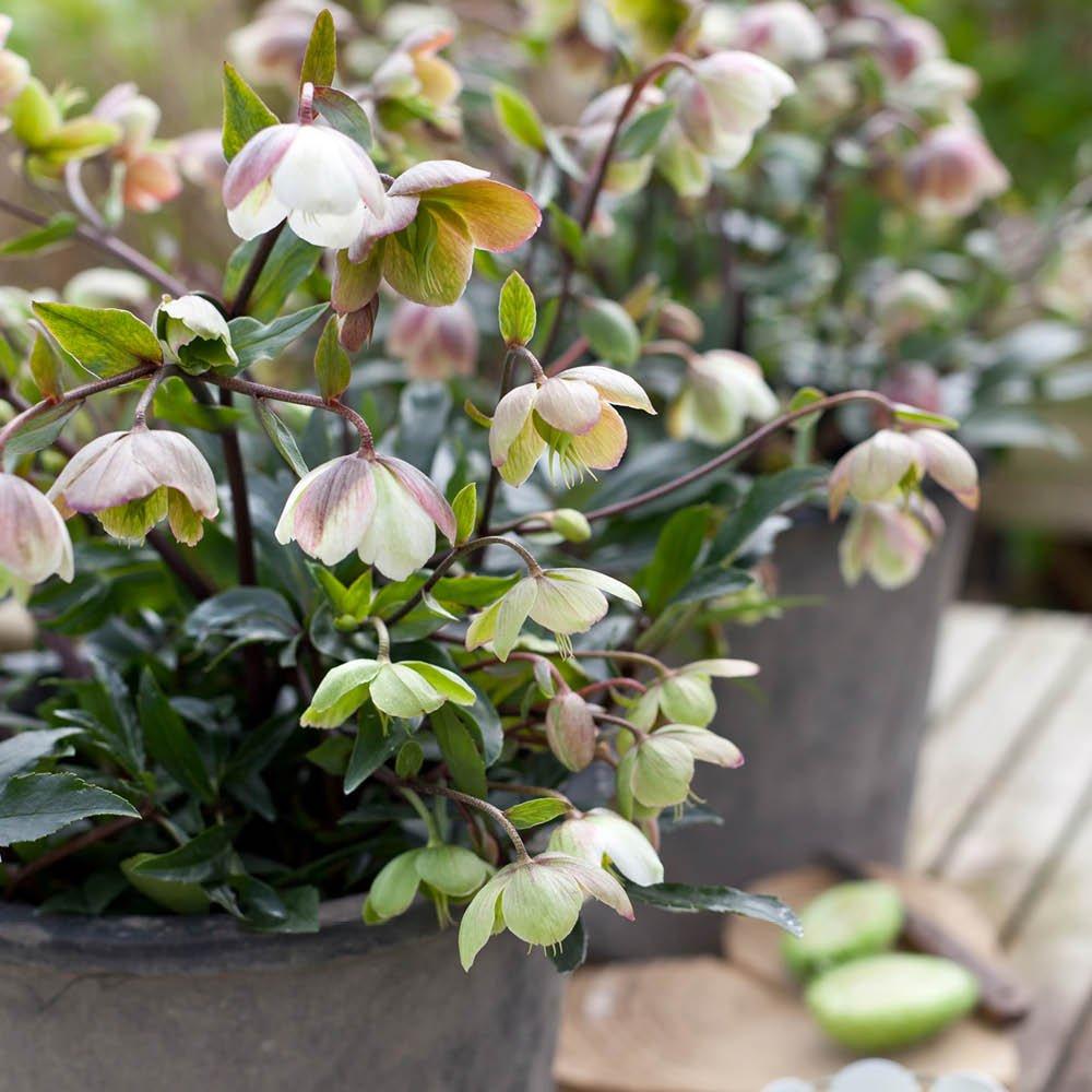 Multi - YouGarden - Hellebore Winter Bells - 3 Jumbo Plugs - 3