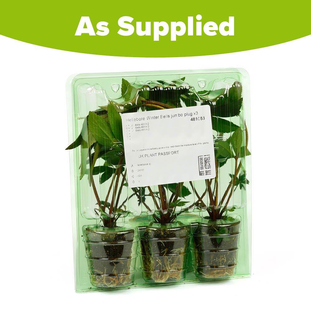 Multi - YouGarden - Hellebore Winter Bells - 3 Jumbo Plugs - 4