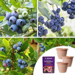 YouGarden Blueberry Collection - Early Mid & Late Season