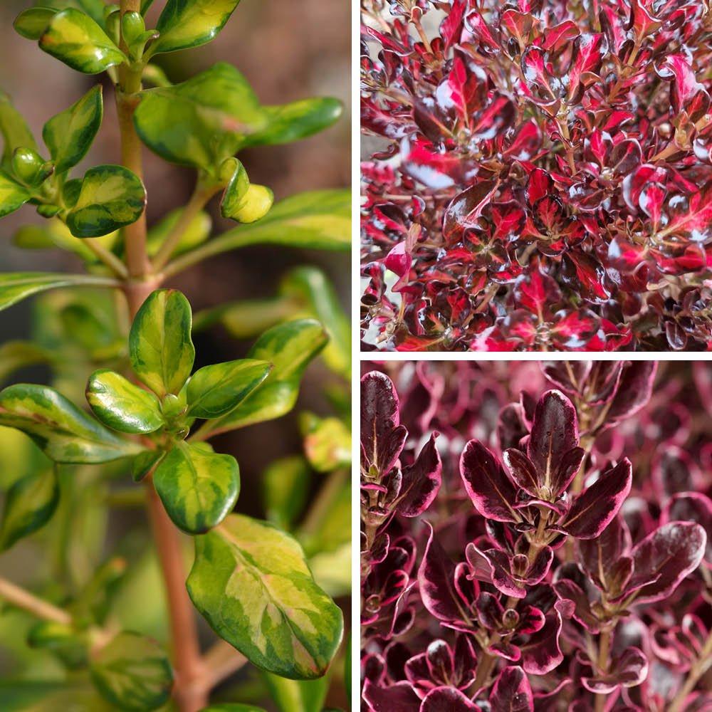 Multi - YouGarden - Coprosma Collection (3 x 9cm Pots) - 1