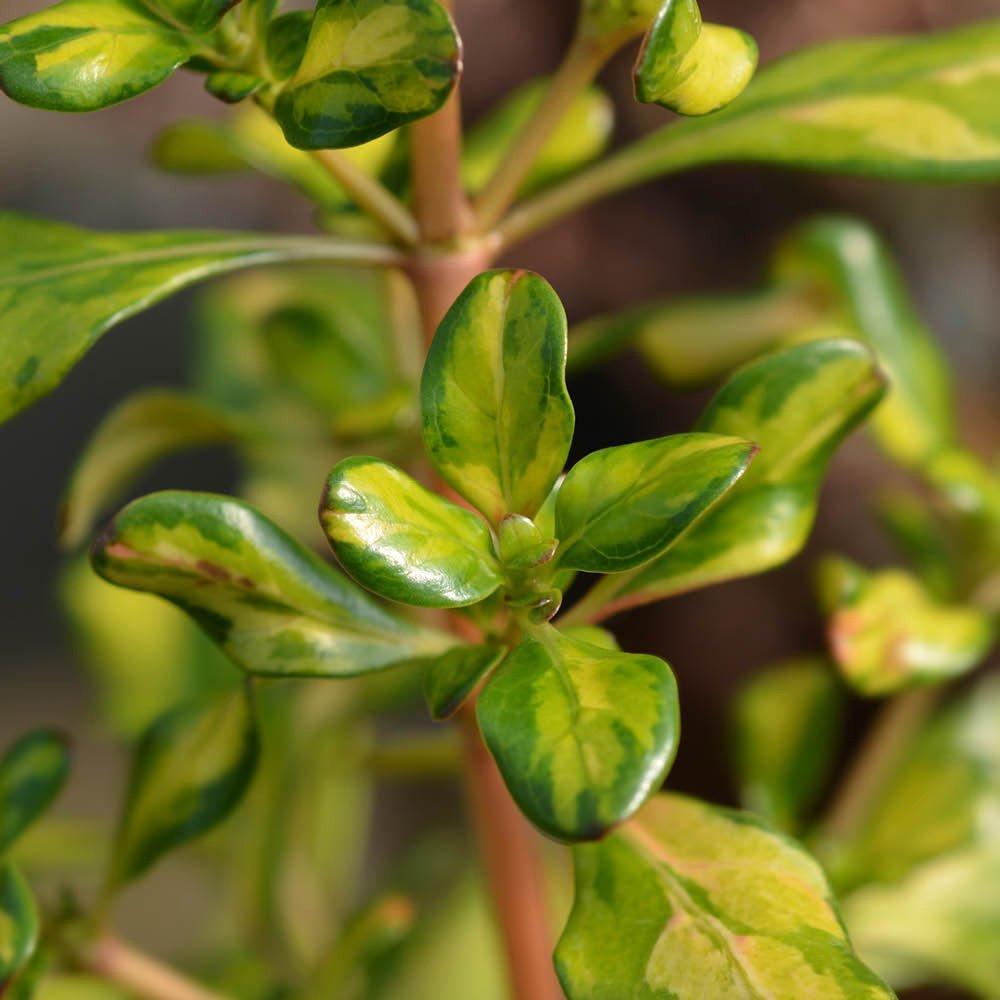 Multi - YouGarden - Coprosma Collection (3 x 9cm Pots) - 2