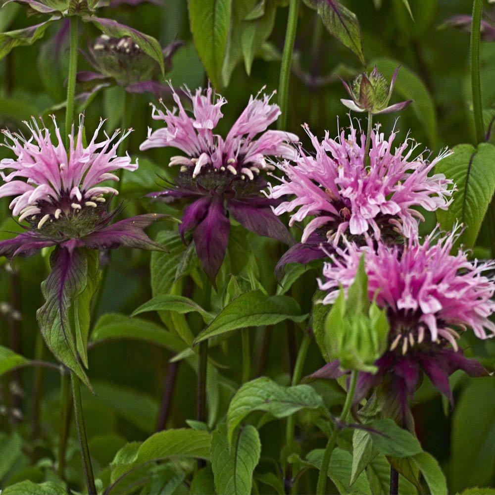 Yougarden  Monarda Beauty Of Cobham (3 X 9Cm Pots) -  - 3x9cm pot