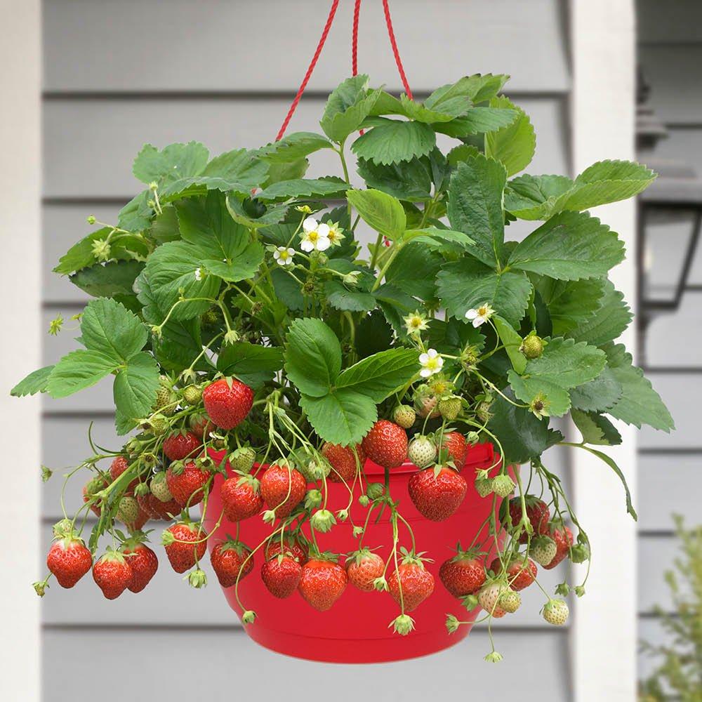 Yougarden  Pair Of Pre-Planted Strawberry Hanging Baskets -  - 25cmbasket