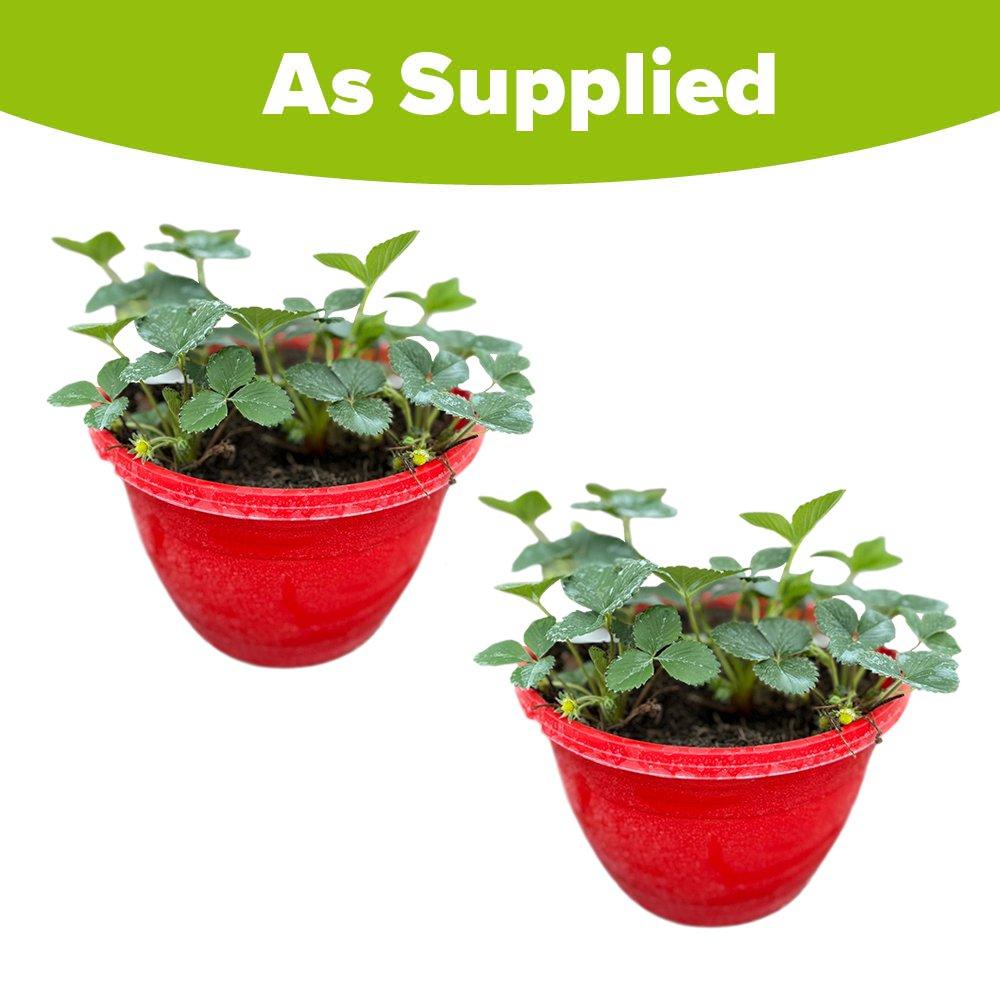 Multi - YouGarden - Pair of Pre-planted Strawberry Hanging Baskets - 3