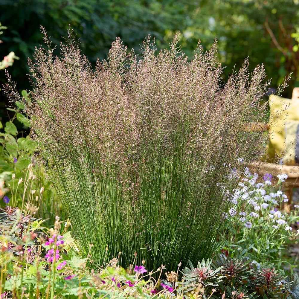 Multi - YouGarden - Purple Moor Grass - Molinia caerulea Banshee x3 - 1