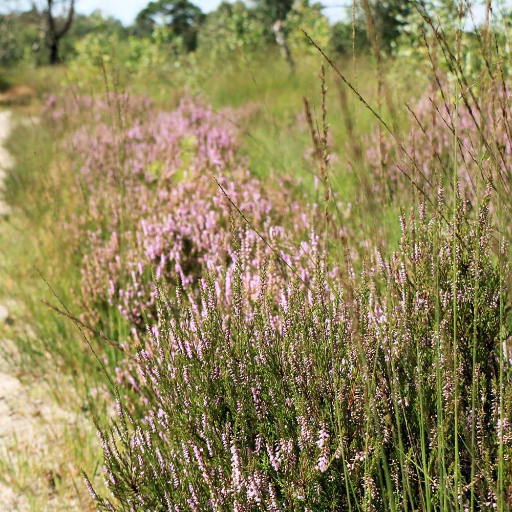 Multi - YouGarden - Purple Moor Grass - Molinia caerulea Banshee x3 - 2