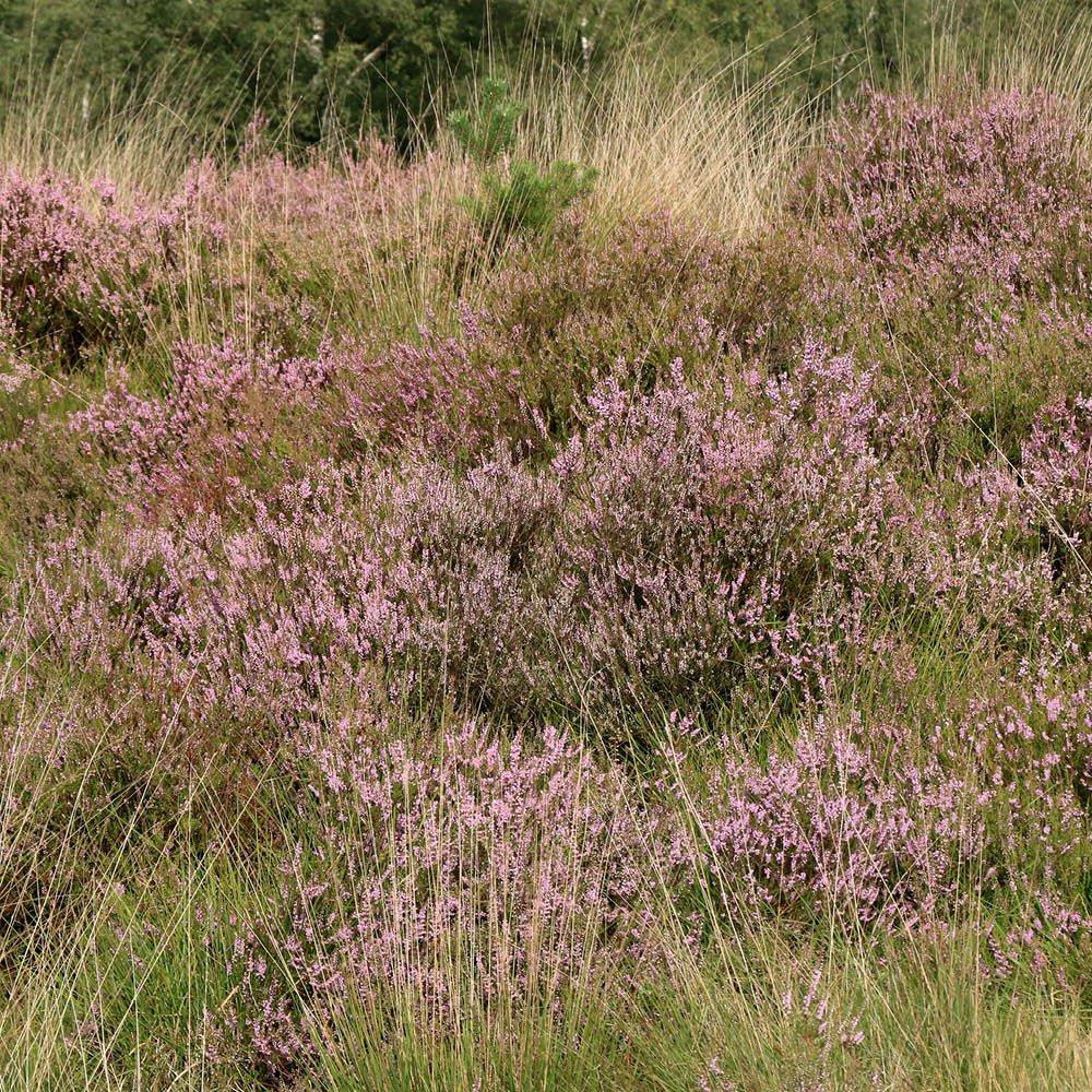 Multi - YouGarden - Purple Moor Grass - Molinia caerulea Banshee x3 - 3