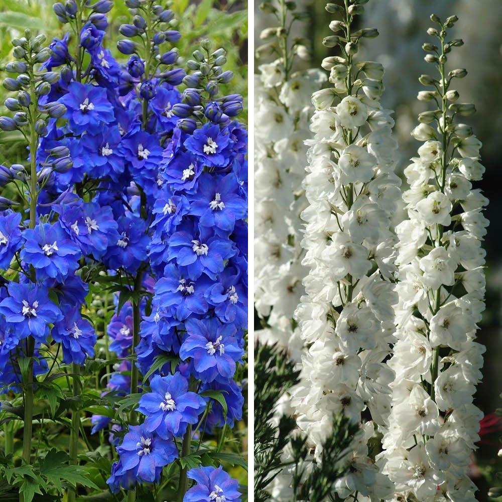Multi - YouGarden - Delphinium Collection (2 x 3L Pots) - 1