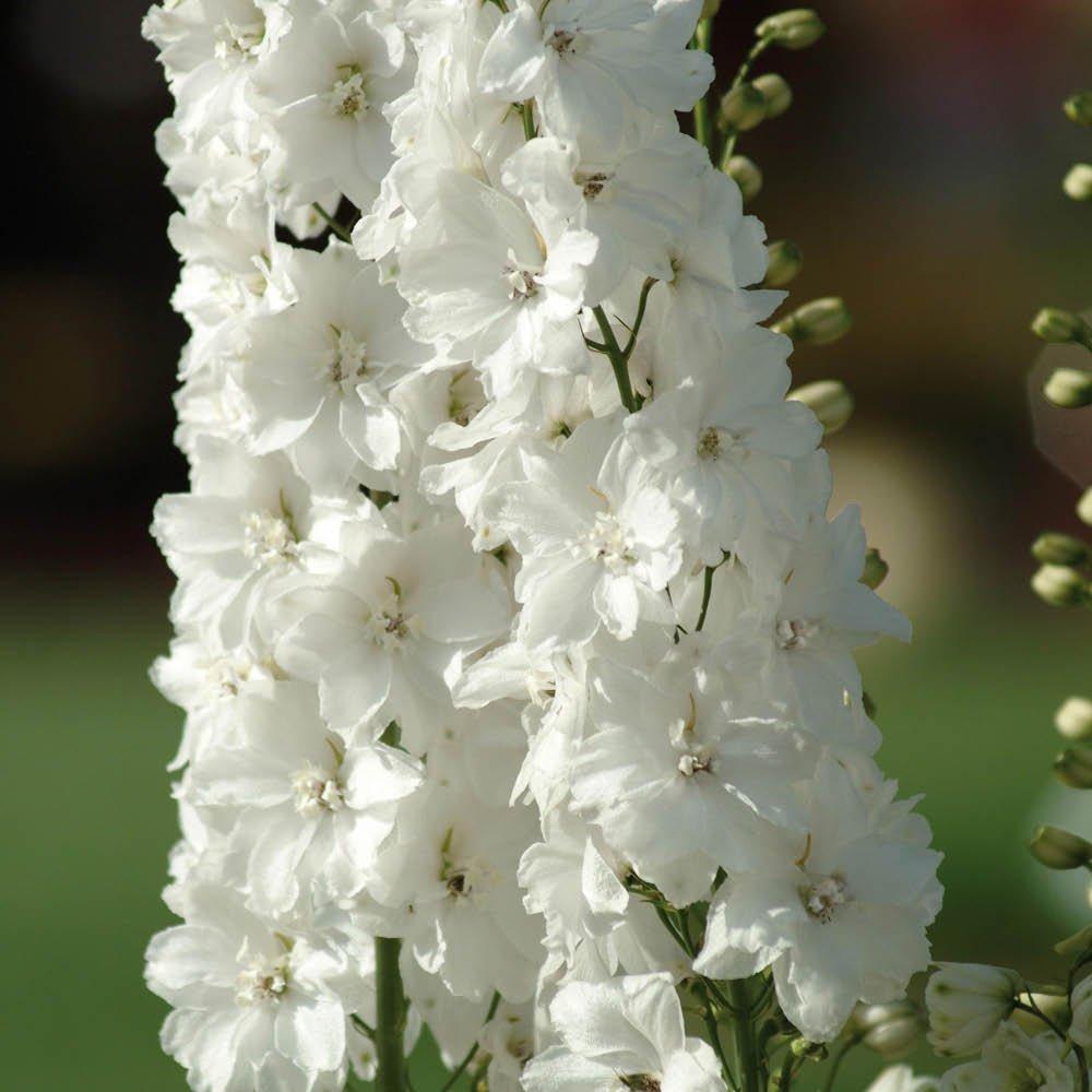 Multi - YouGarden - Delphinium Collection (2 x 3L Pots) - 2