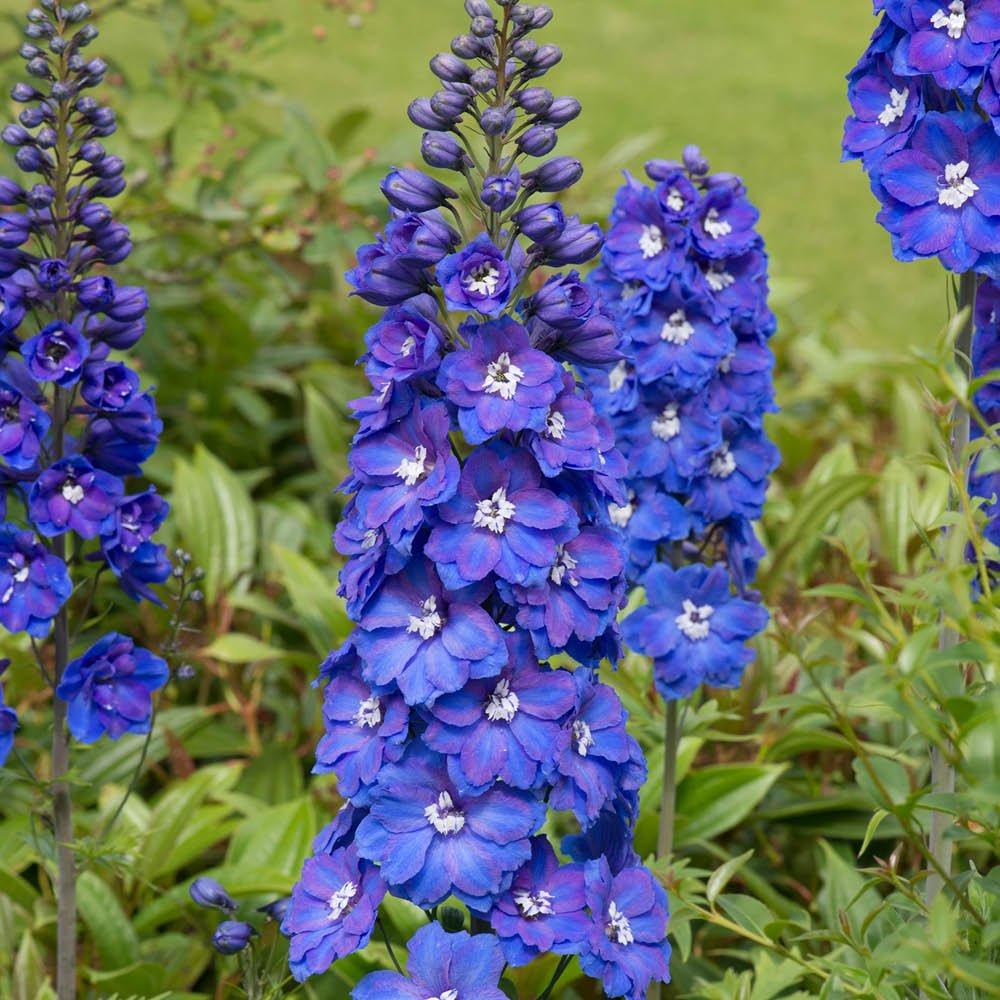 Multi - YouGarden - Delphinium Collection (2 x 3L Pots) - 3