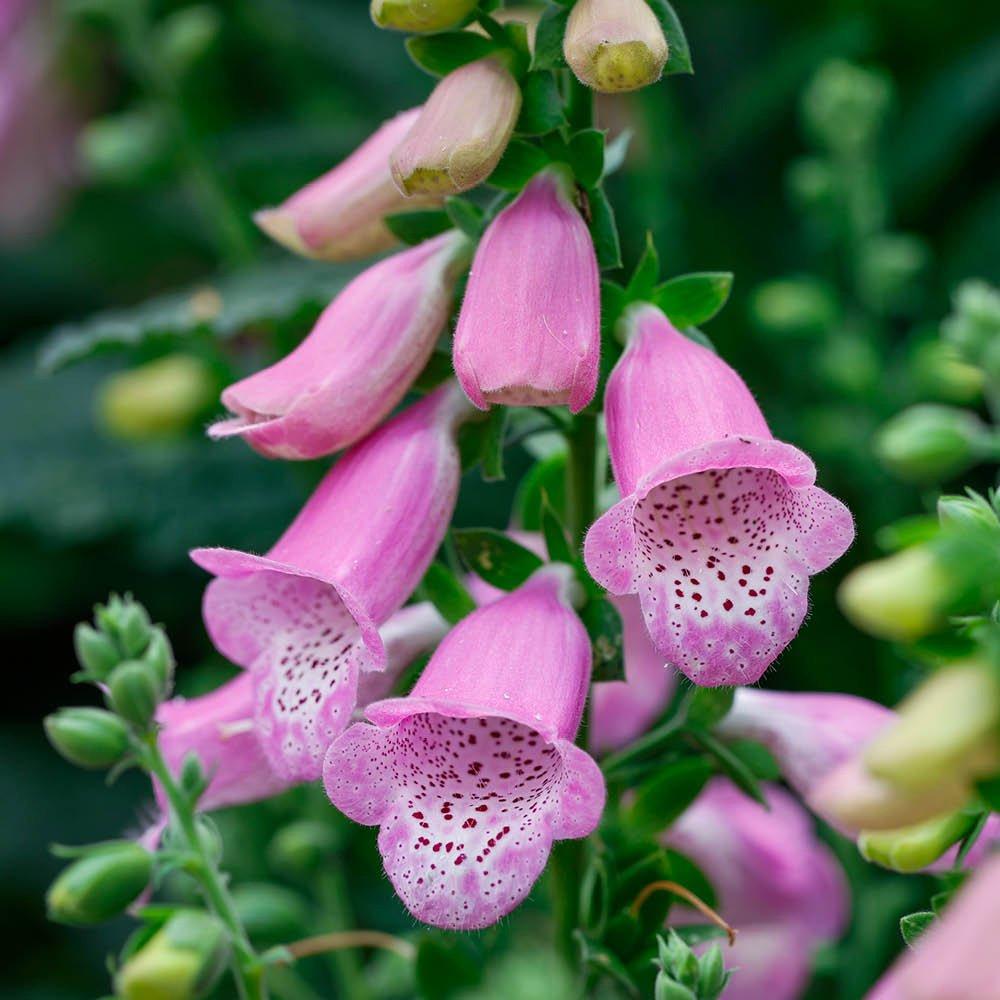 Pink - YouGarden - Foxglove Deep Rose - Digitalis purpurea Hanabee - 1
