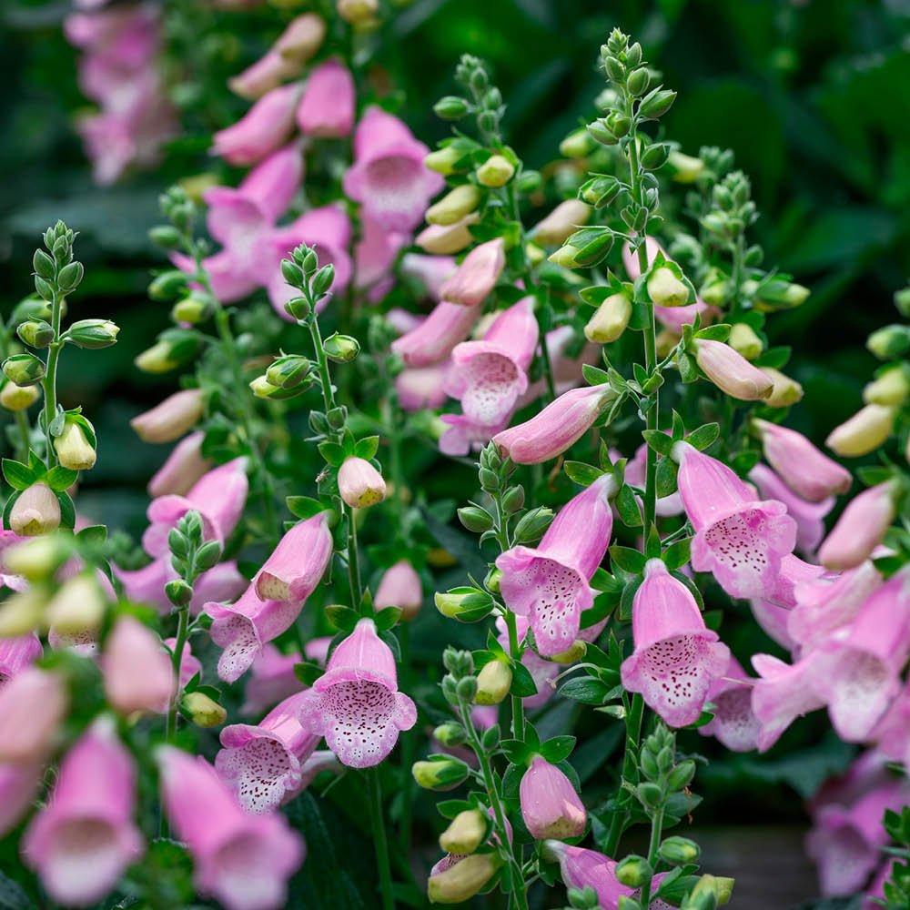 Pink - YouGarden - Foxglove Deep Rose - Digitalis purpurea Hanabee - 2