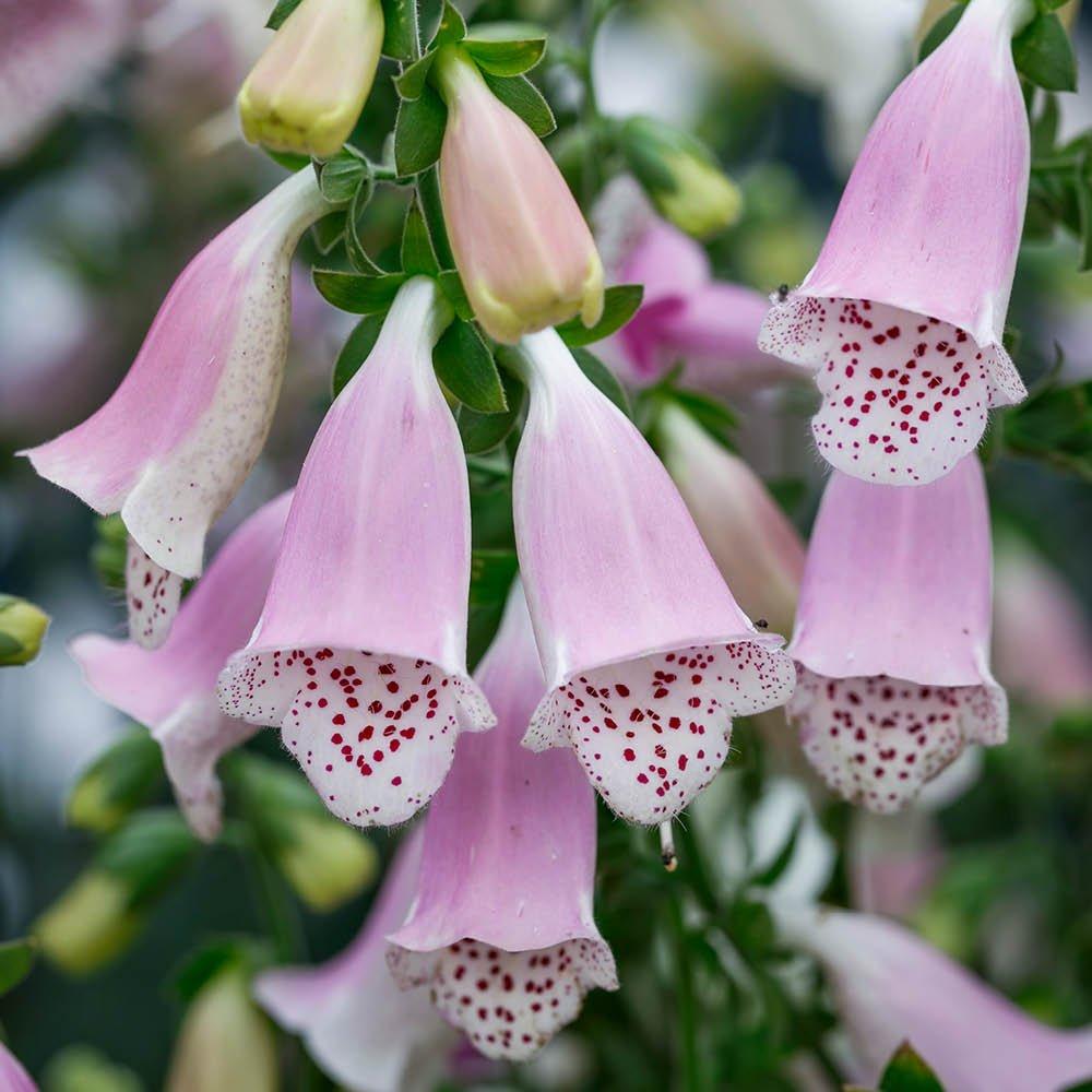 Yougarden  Foxglove - Digitalis Purpurea Hanabee Pink - 1x3L pot