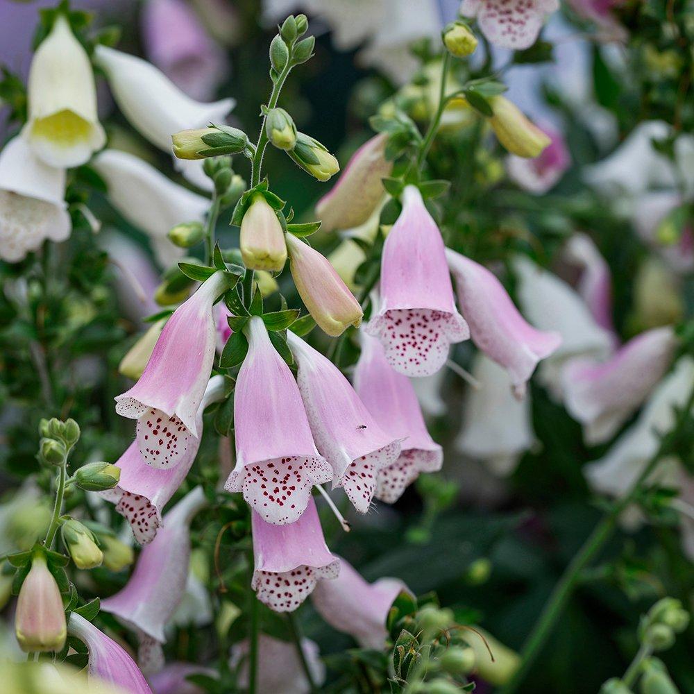 Pink - YouGarden - Foxglove Pink - Digitalis purpurea Hanabee Pink - 2