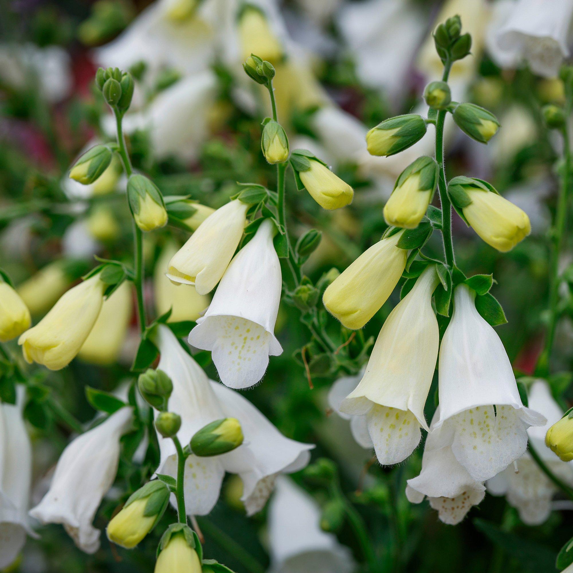 Yougarden  Foxglove - Digitalis Purpurea Hanabee White - 1x3L pot