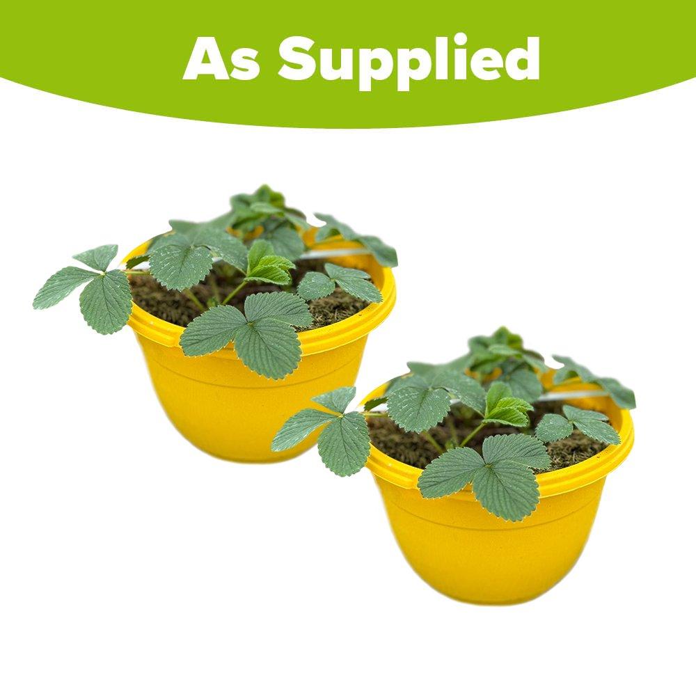 Multi - YouGarden - Pair of Pre-planted Pineberry Hanging Baskets - 3