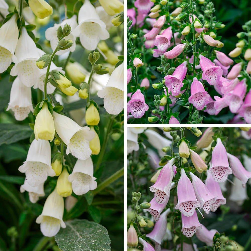 Yougarden  Foxglove Collection (3 X 3L Pot) -  - 3x3L pot