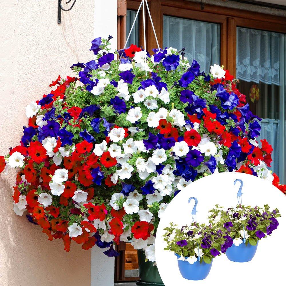 Multi - YouGarden - Pair of Pre-planted Petunia Patriotic baskets - 1