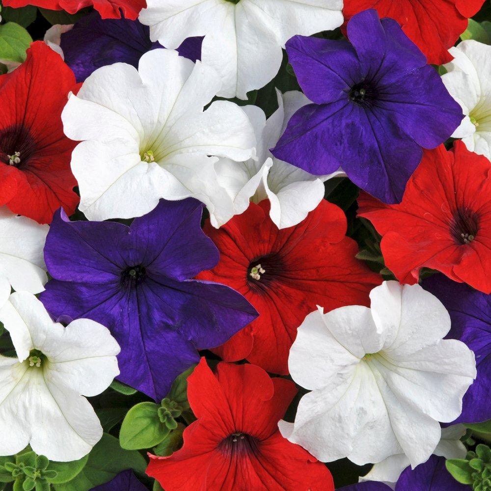 Multi - YouGarden - Pair of Pre-planted Petunia Patriotic baskets - 2