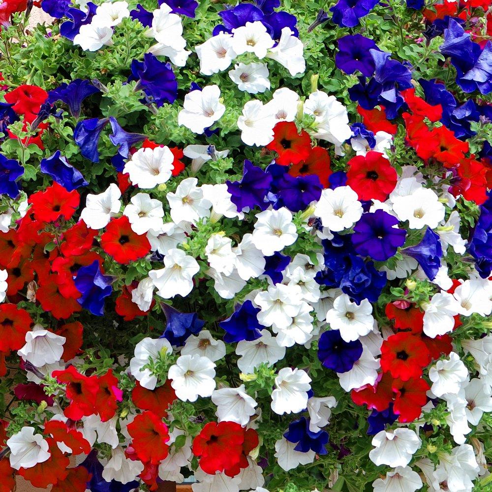 Multi - YouGarden - Pair of Pre-planted Petunia Patriotic baskets - 3