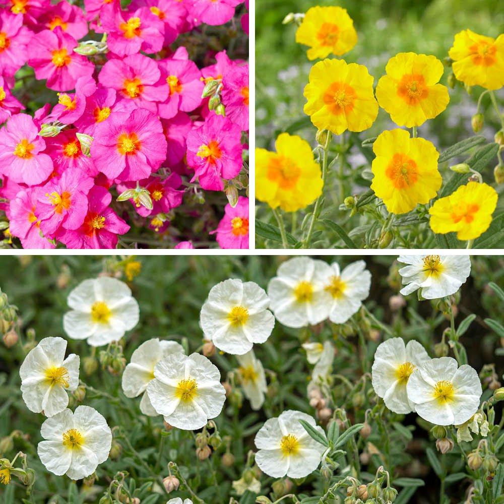 Multi - YouGarden - Rock Rose Collection - Helianthemum (3 x 9cm Pots) - 1