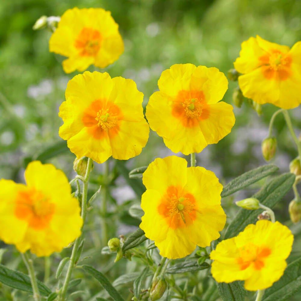 Multi - YouGarden - Rock Rose Collection - Helianthemum (3 x 9cm Pots) - 2