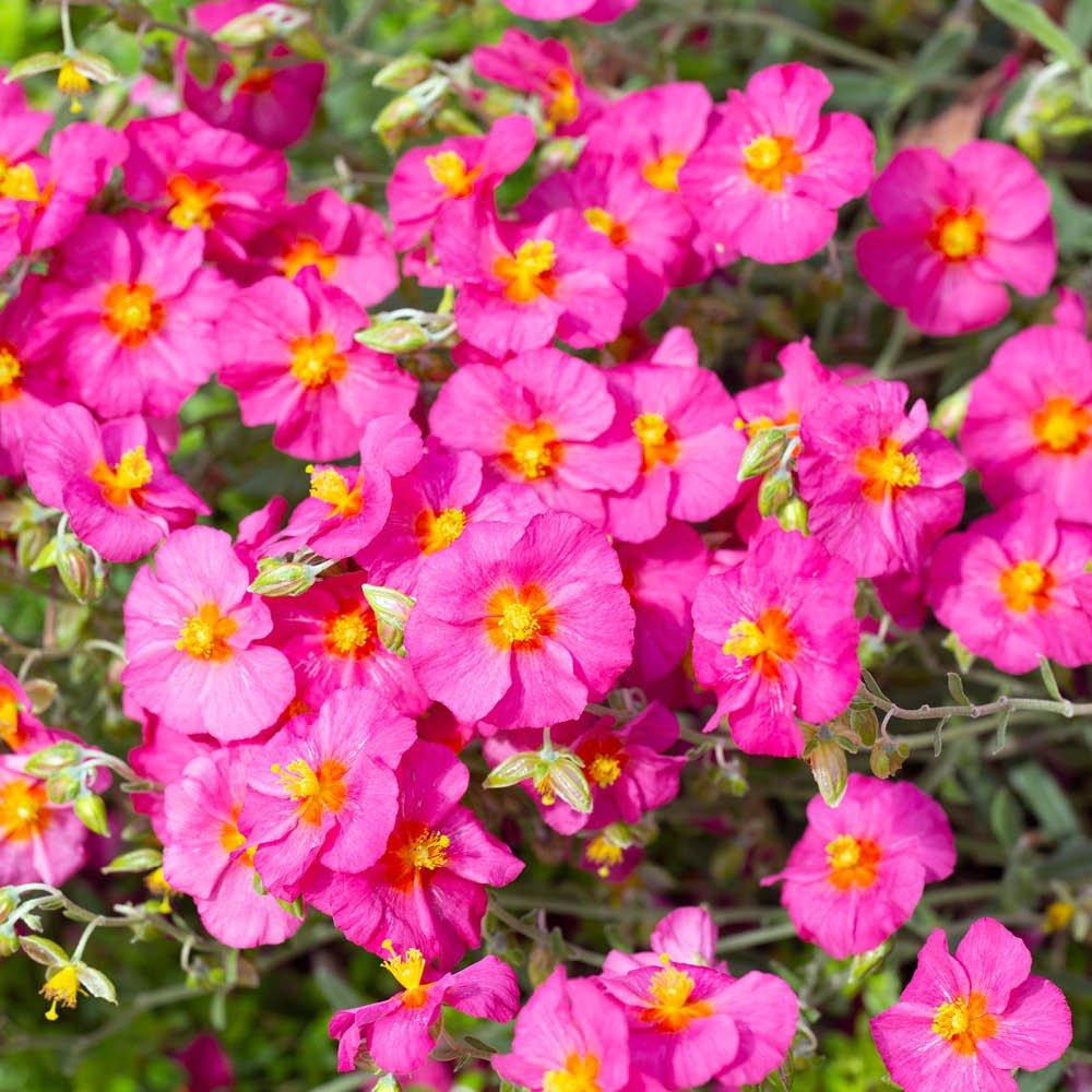 Multi - YouGarden - Rock Rose Collection - Helianthemum (3 x 9cm Pots) - 3