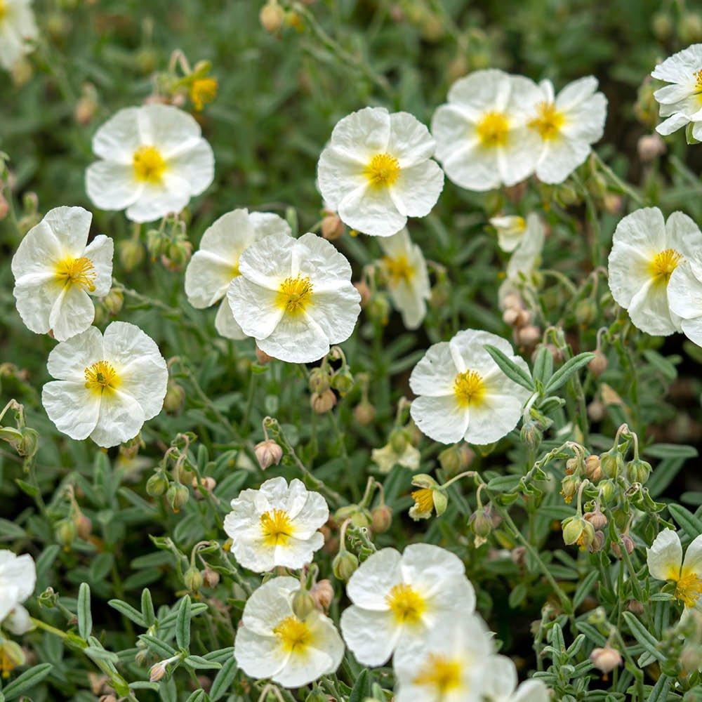 Multi - YouGarden - Rock Rose Collection - Helianthemum (3 x 9cm Pots) - 4