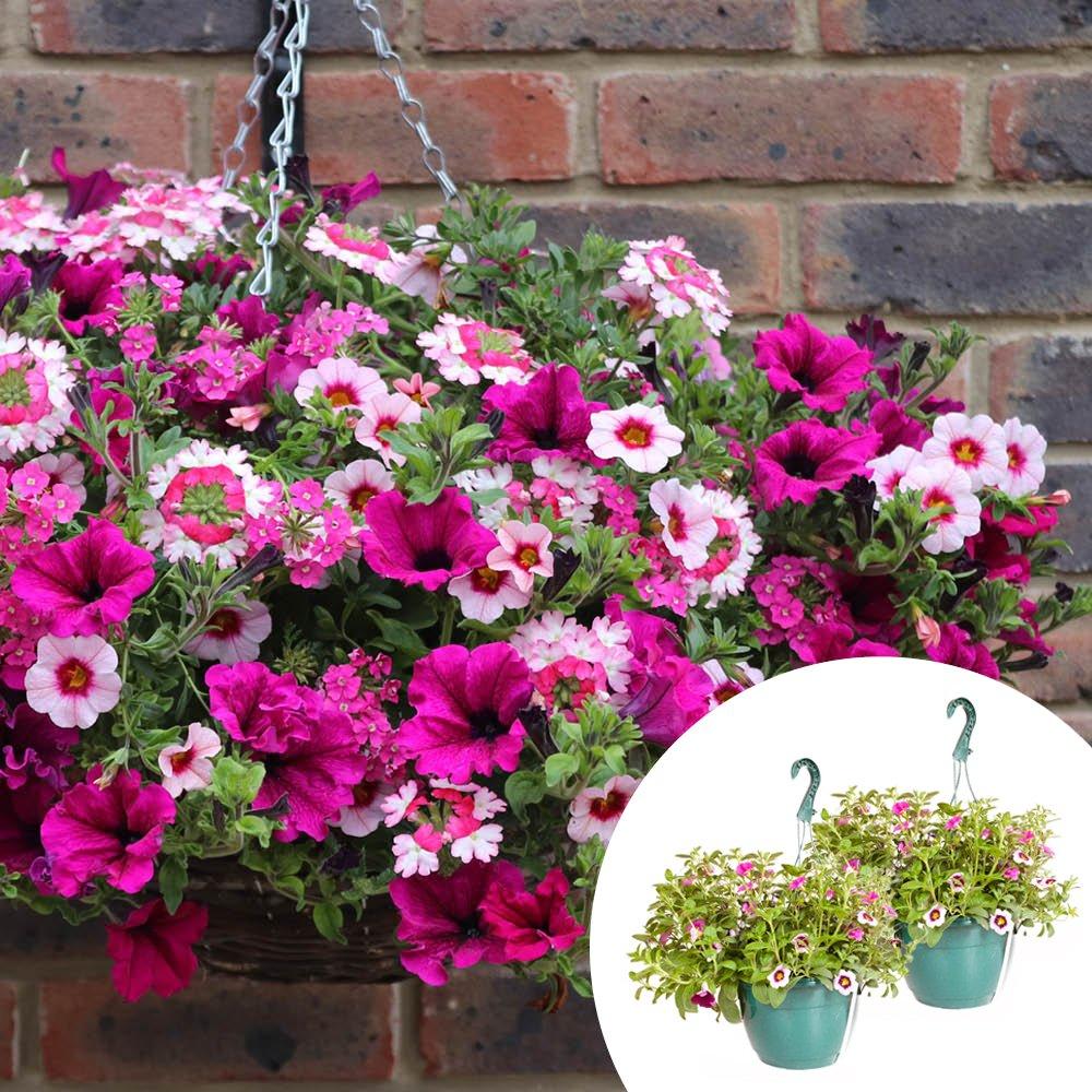 Multi - YouGarden - Pair of Pre-planted Eton Mess Hanging Baskets - 1