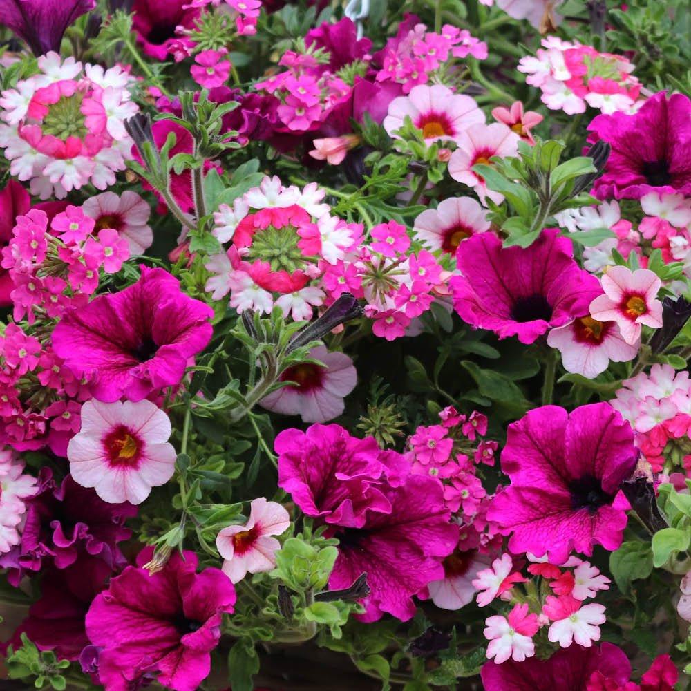 Multi - YouGarden - Pair of Pre-planted Eton Mess Hanging Baskets - 2