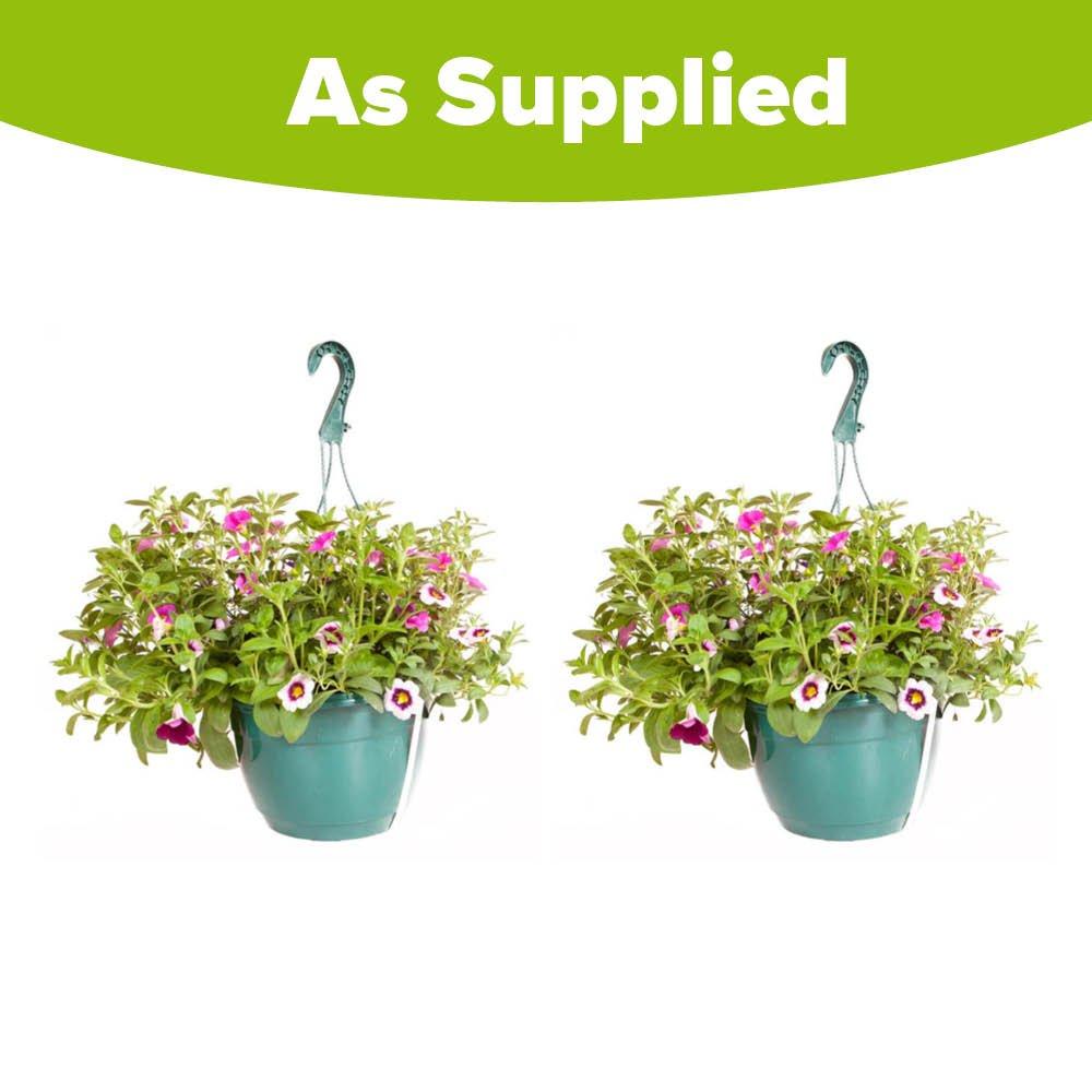 Multi - YouGarden - Pair of Pre-planted Eton Mess Hanging Baskets - 3