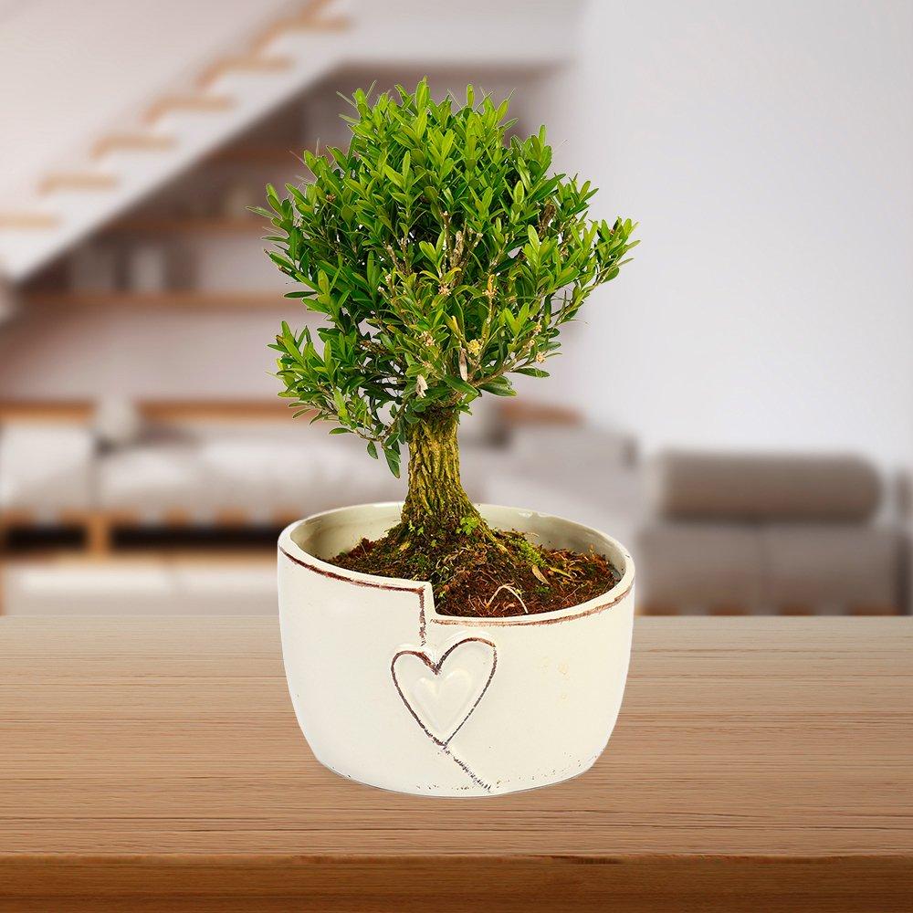 Green - YouGarden - Straight Trunk Bonsai Tree in Ceramic Pot - 1