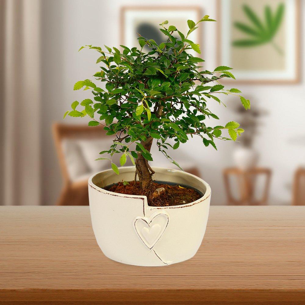 Green - YouGarden - Straight Trunk Bonsai Tree in Ceramic Pot - 2