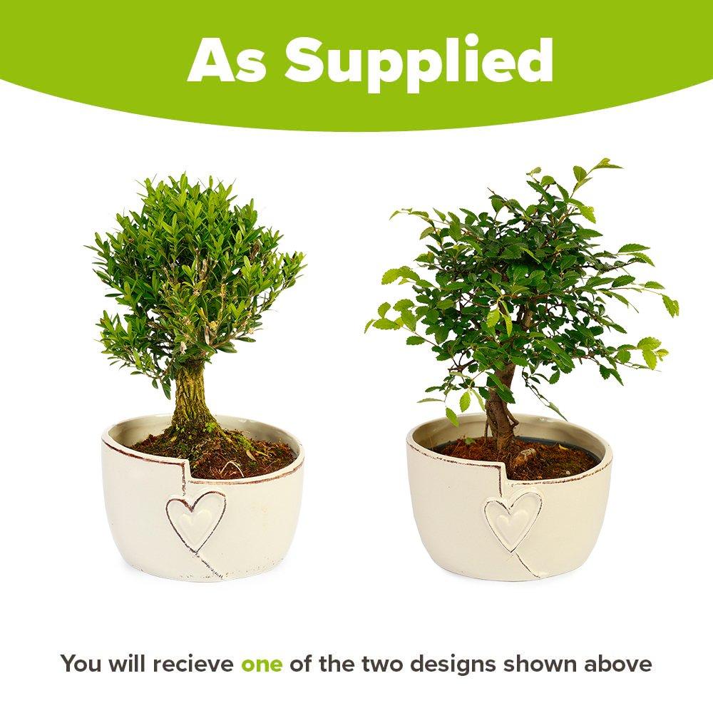 Green - YouGarden - Straight Trunk Bonsai Tree in Ceramic Pot - 3