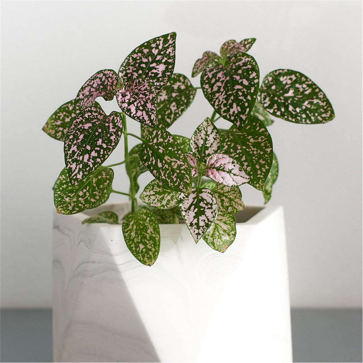 Green - YouGarden - Houseplant Collection (6 x 6cm Pots) - 2