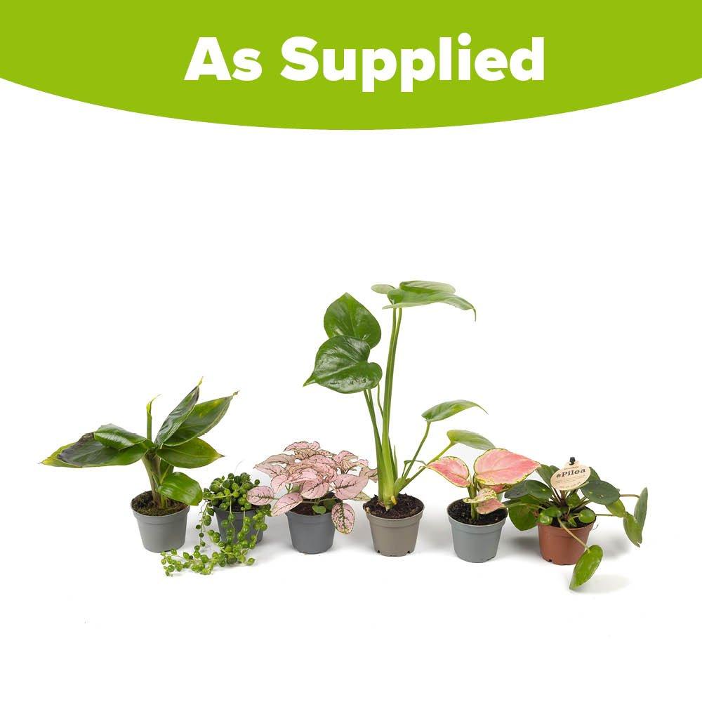 Green - YouGarden - Houseplant Collection (6 x 6cm Pots) - 8