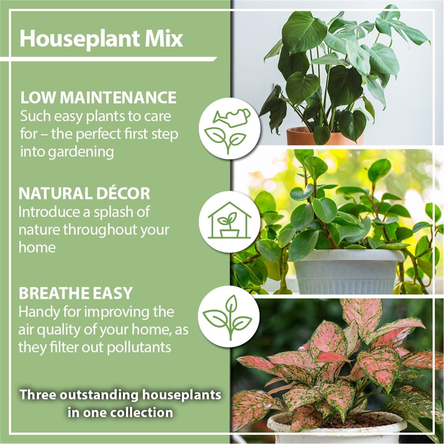 Green - YouGarden - Houseplant Collection (3 x 6cm Pots) - 1