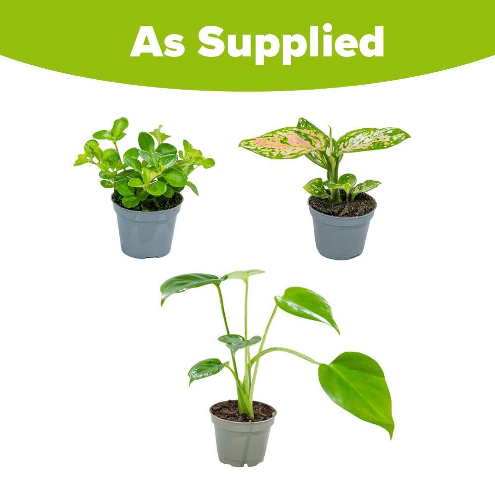 Green - YouGarden - Houseplant Collection (3 x 6cm Pots) - 5