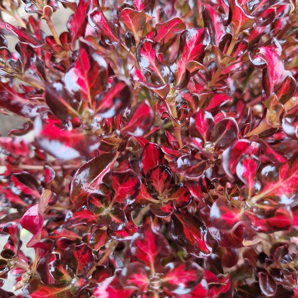 Yougarden  Mirror Bush - Coprosma Northern Lights (3 X 9Cm) -  - 3x9cm pot