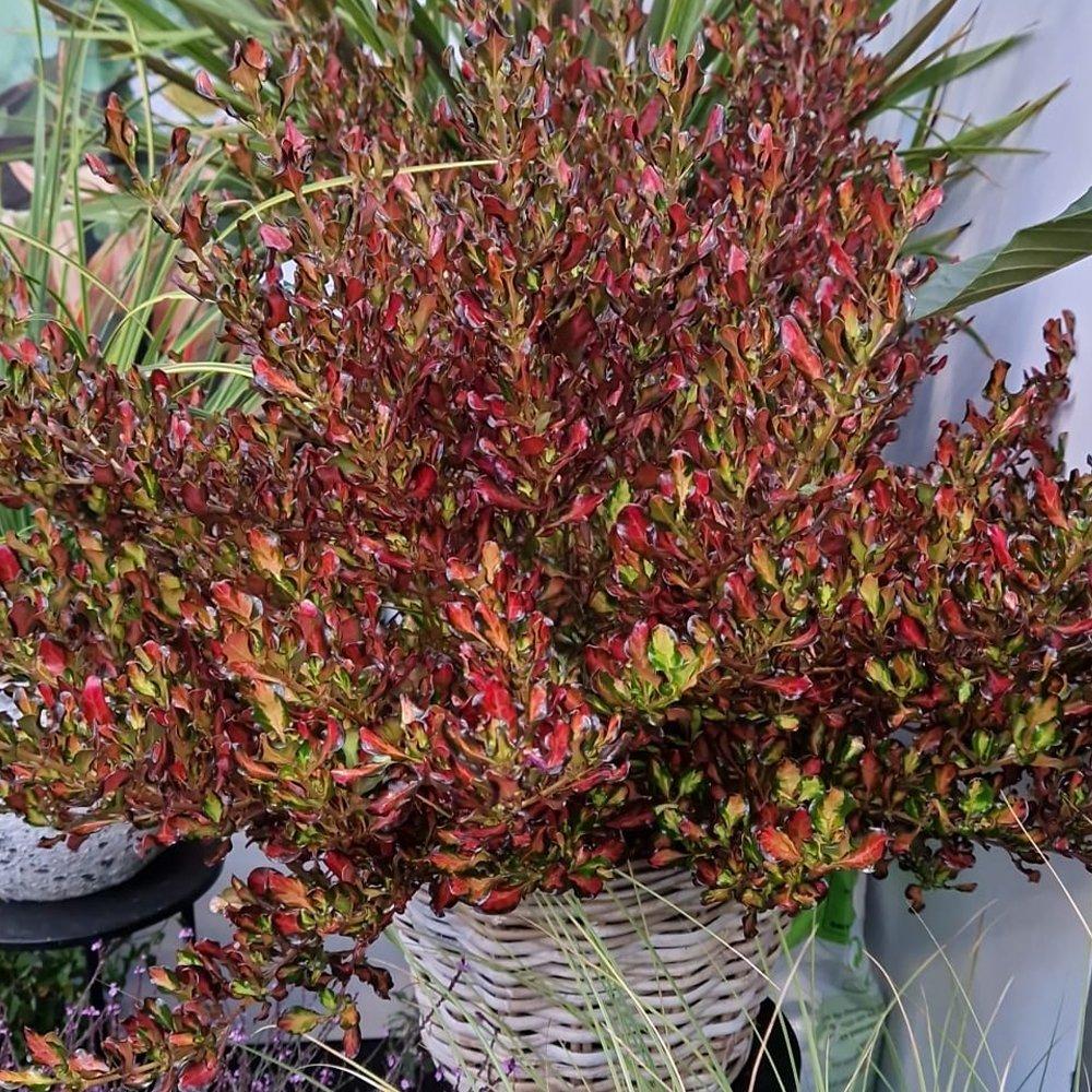 Multi - YouGarden - Mirror Bush - Coprosma Northern Lights (3 x 9cm) - 2