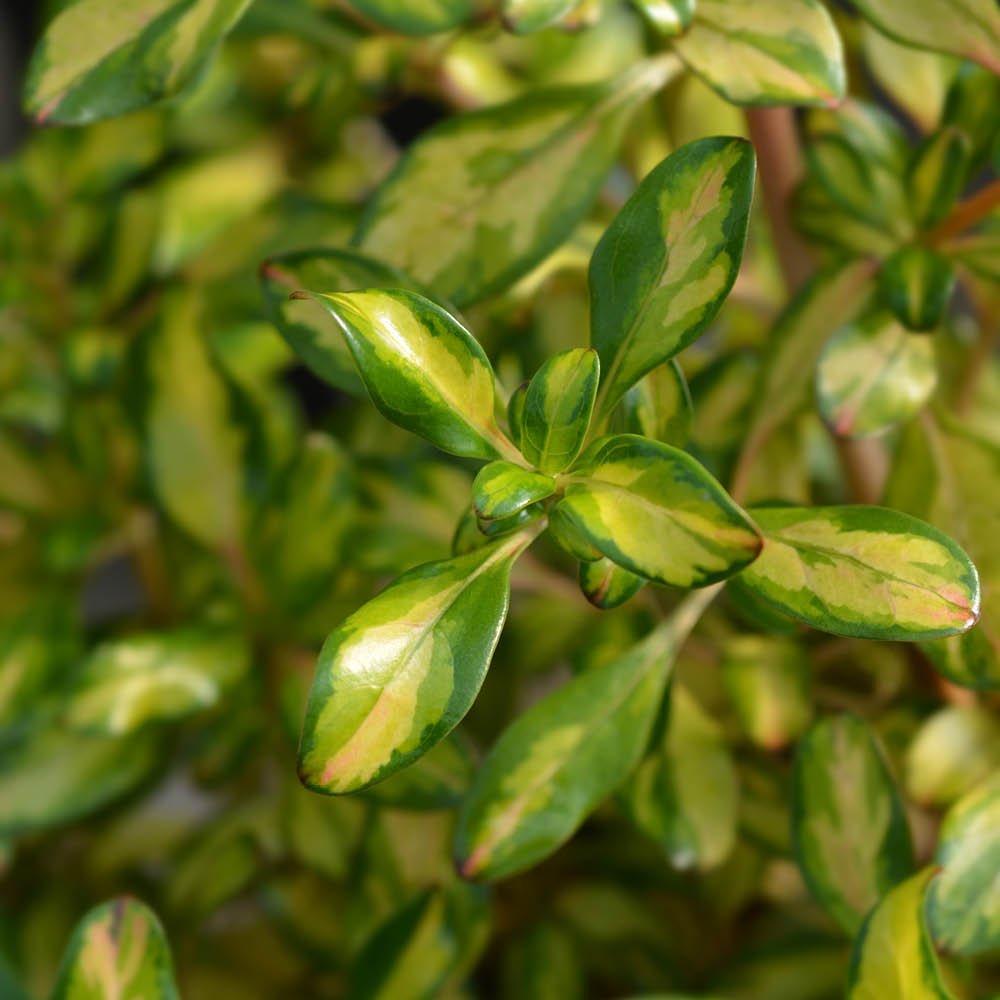 Multi - YouGarden - Mirror Bush - Coprosma Lemon & Lime (3 x 9cm Pots) - 3