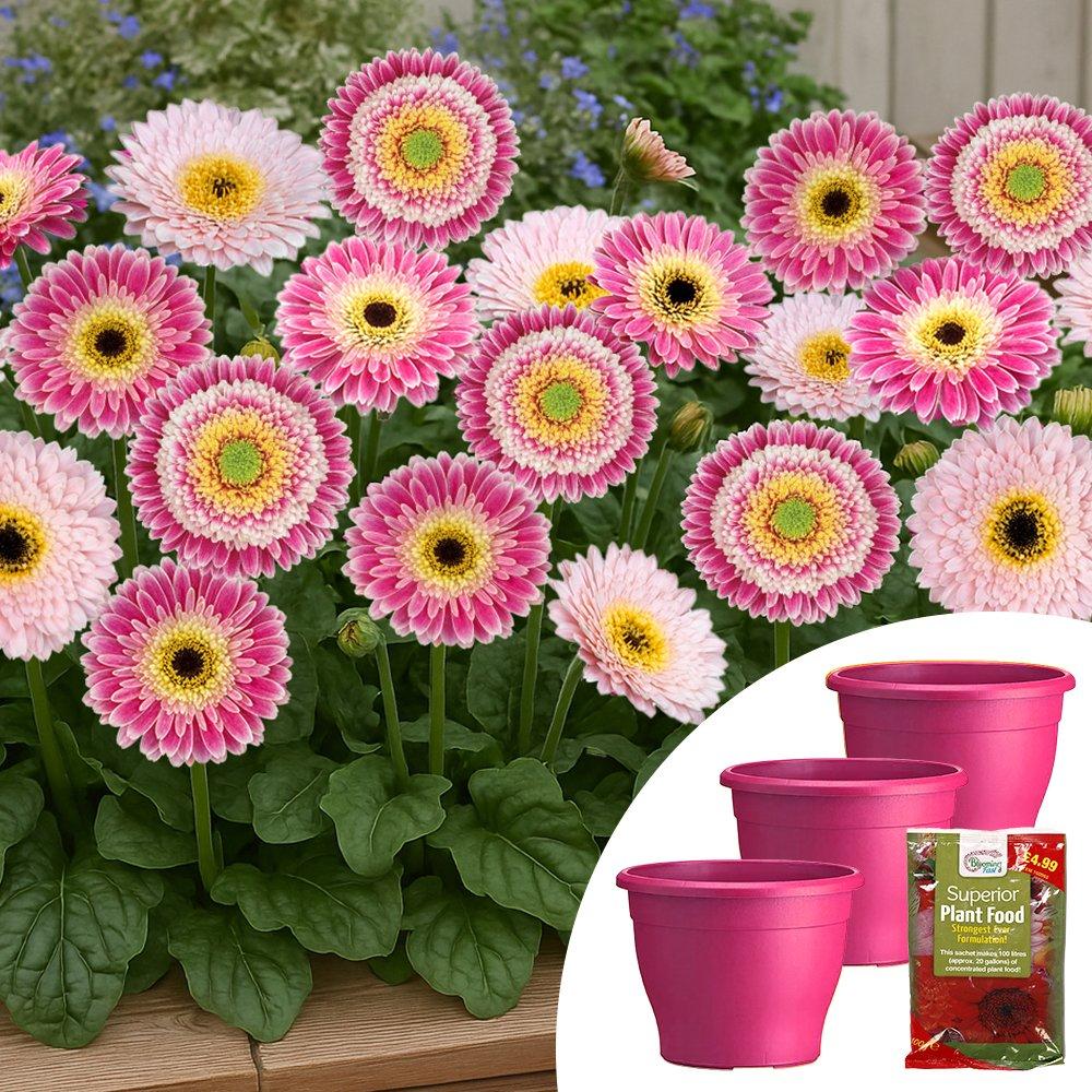 Yougarden  Gerbera Sunshaper Collection Pink - 3x9cm pot