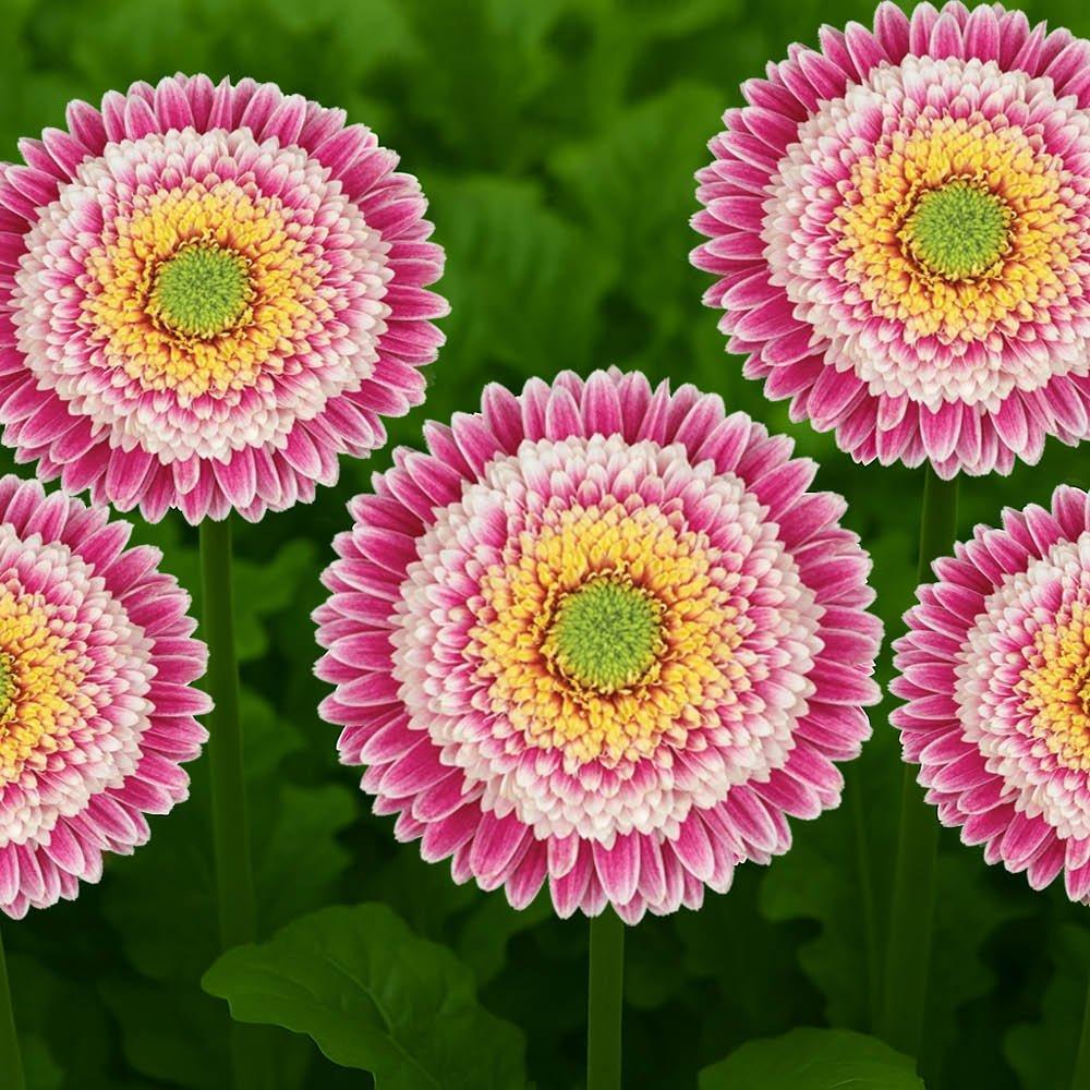 Pink - YouGarden - Pink Gerbera Sunshaper Collection - 2