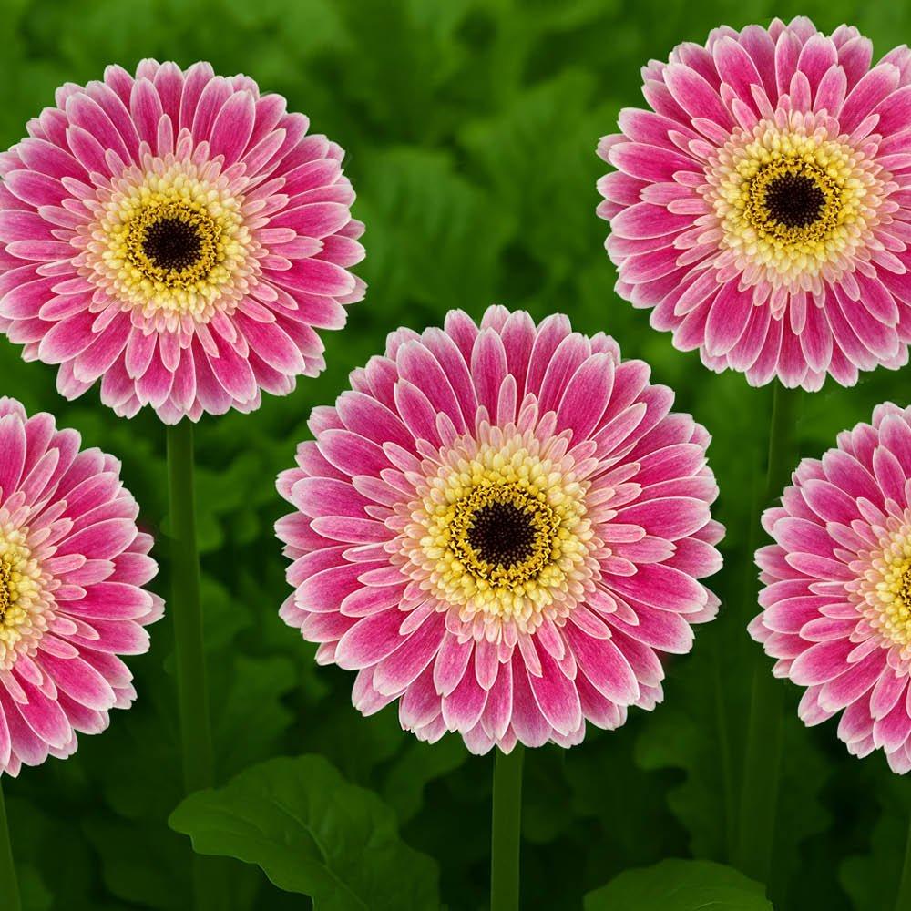 Pink - YouGarden - Pink Gerbera Sunshaper Collection - 3