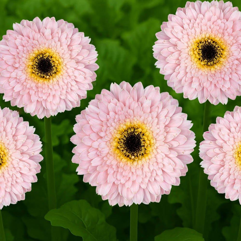 Pink - YouGarden - Pink Gerbera Sunshaper Collection - 4