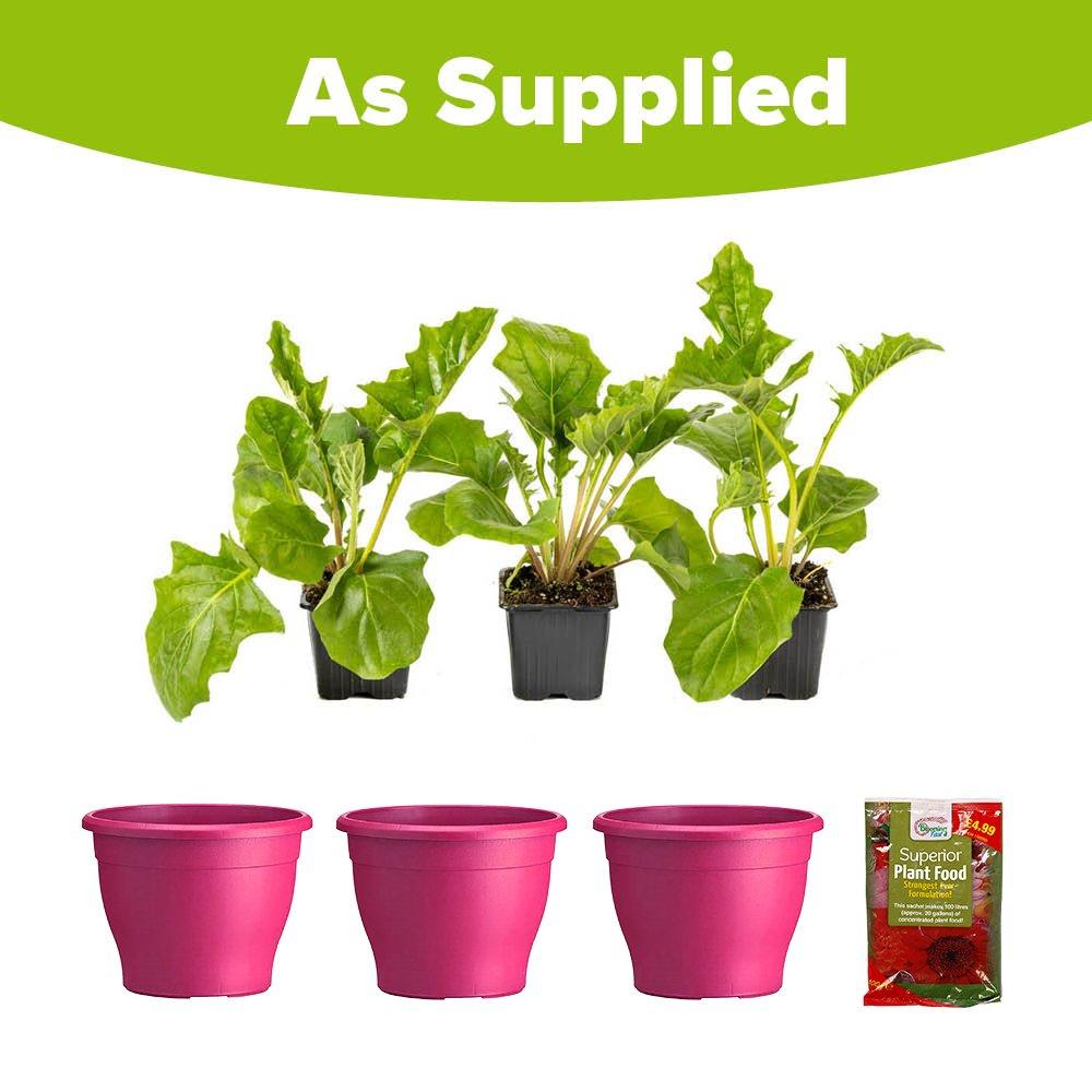 Pink - YouGarden - Pink Gerbera Sunshaper Collection - 5
