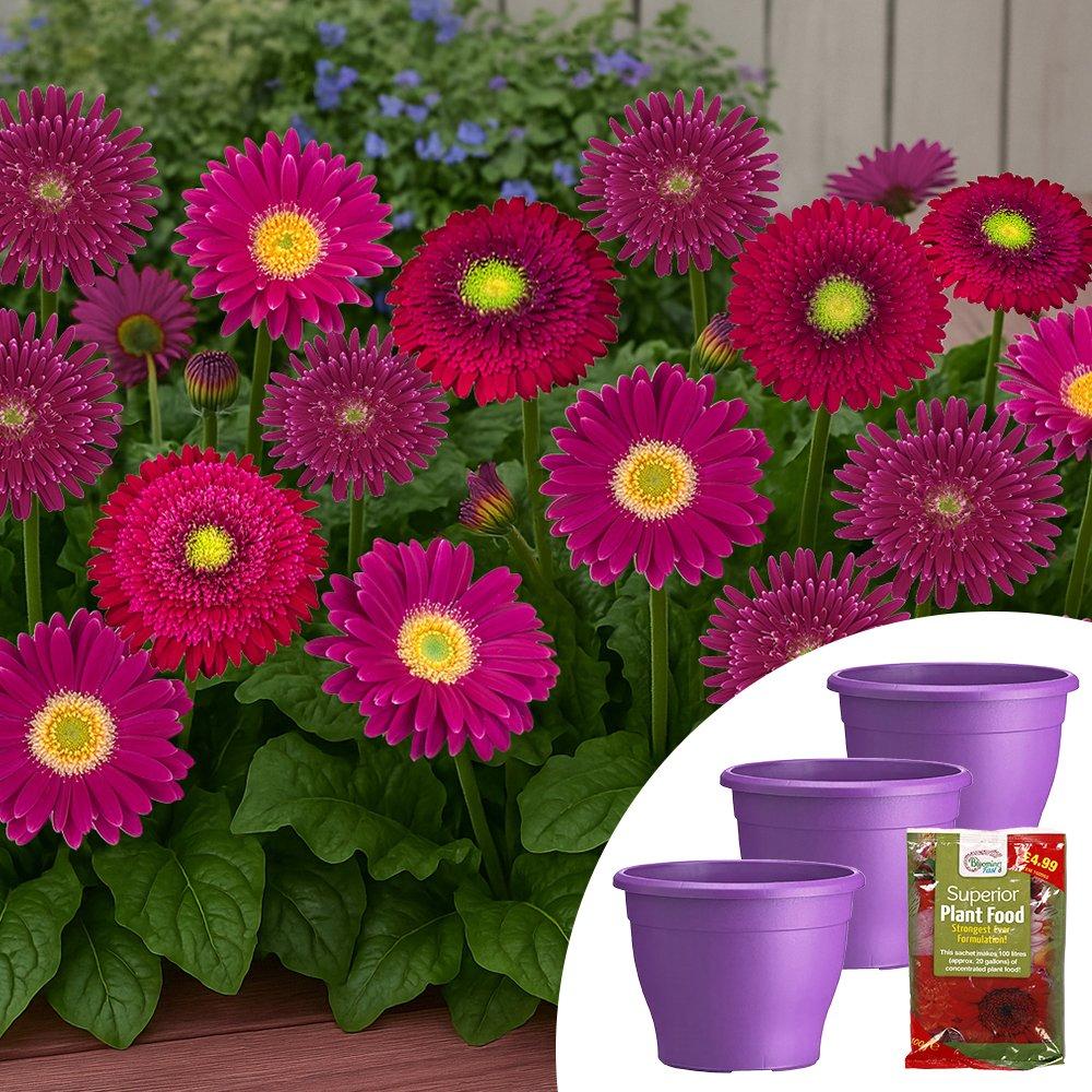 Purple - YouGarden - Purple Gerbera Sunshaper Collection - 1
